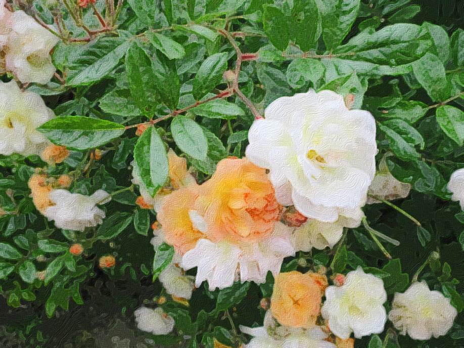 Ein Bild, das Pflanze, Rose, Vielfalt enthält.

Automatisch generierte Beschreibung