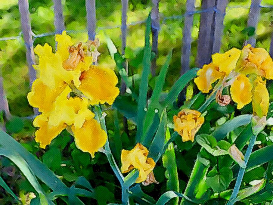 Ein Bild, das Pflanze, Blume, draußen, gelb enthält.

Automatisch generierte Beschreibung