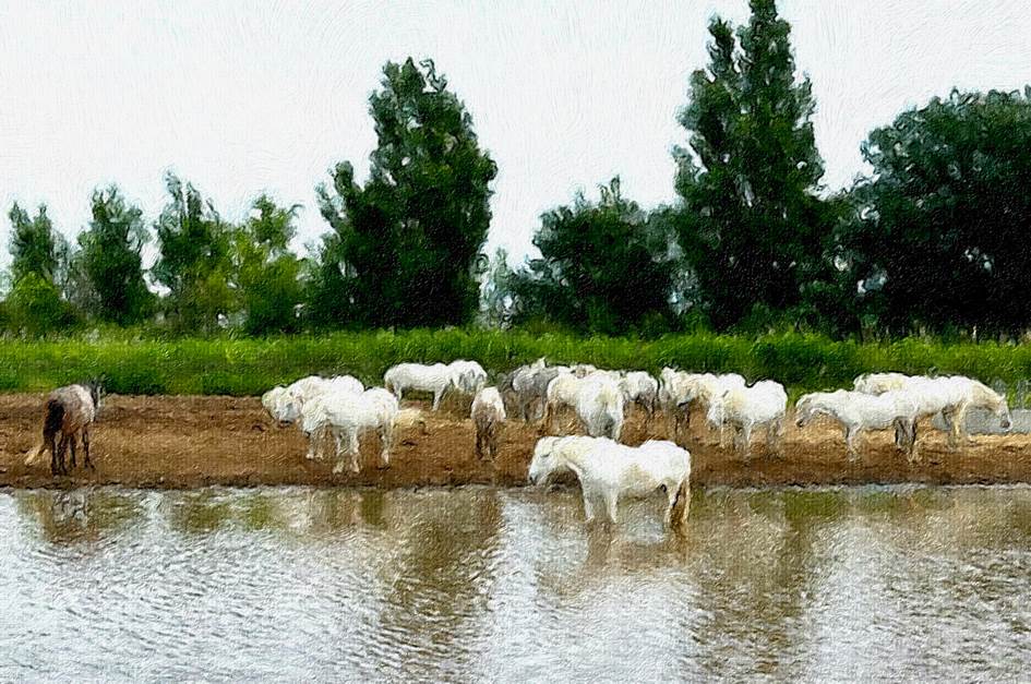 Ein Bild, das drauen, Baum, Sugetier, Gras enthlt.

Automatisch generierte Beschreibung